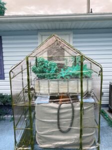 Greenhouse around aquaponics tank