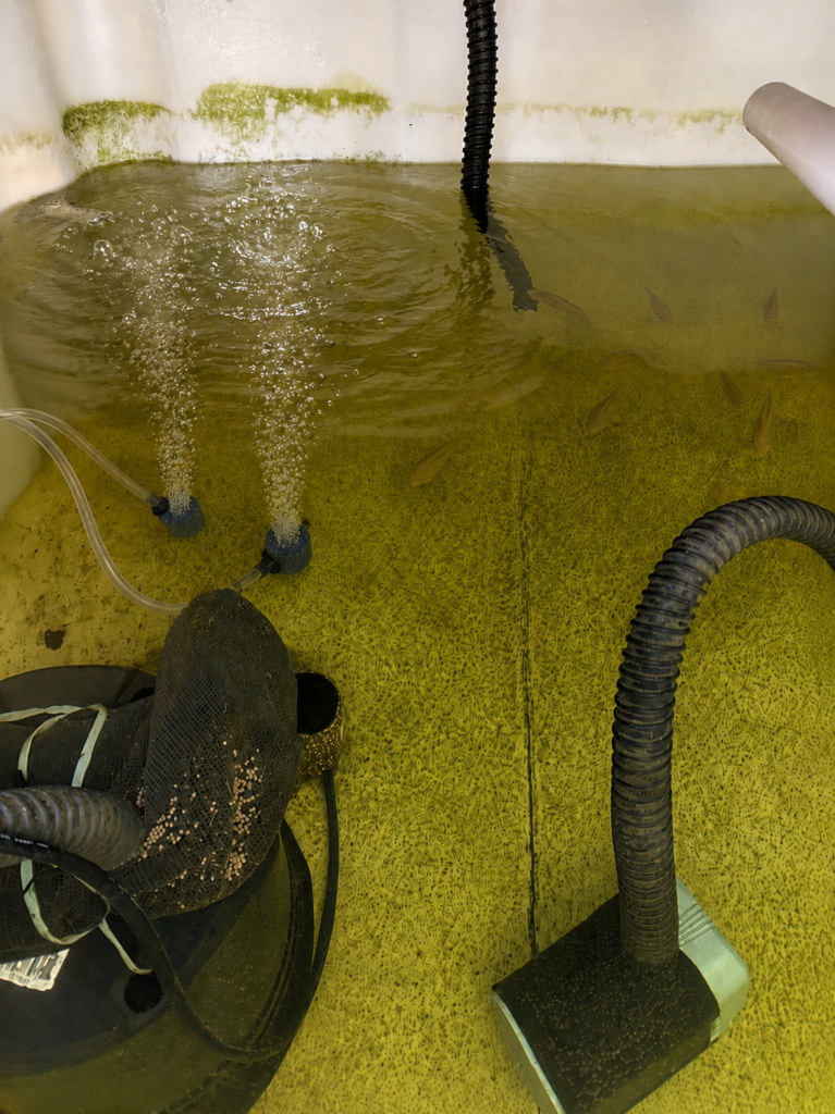 Dual air stone setup in greenhouse chop tank
