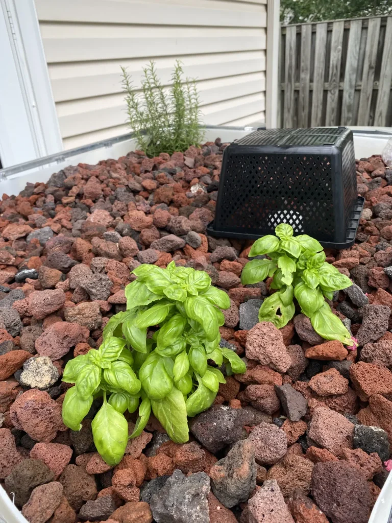 Healthy basil growing in coarse aquaponics grow-bed media