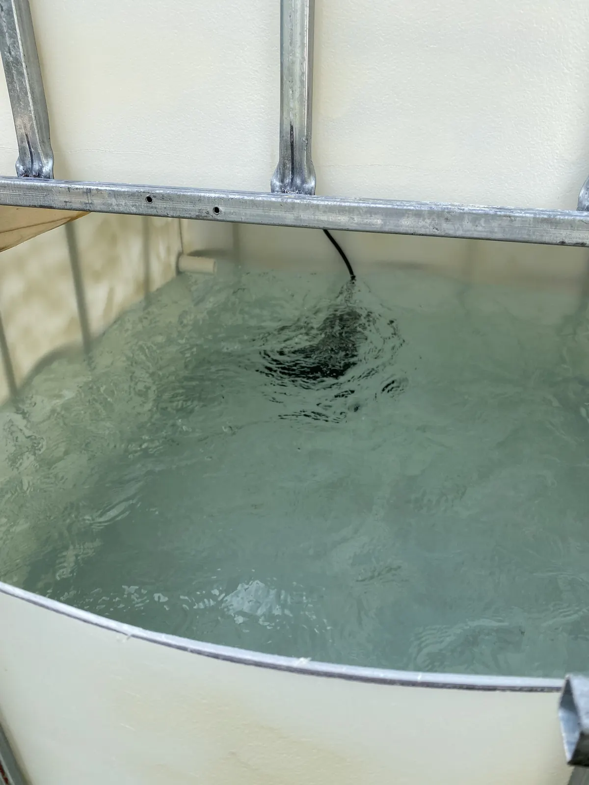 Water circulating and bubbling inside an IBC aquaponics tank