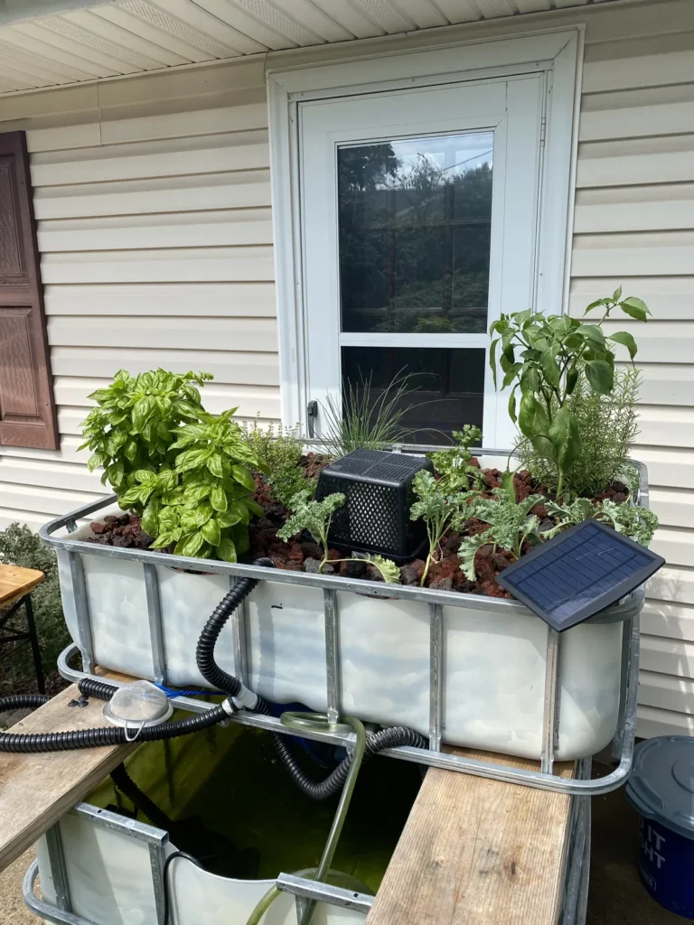 Working backyard IBC aquaponics system with a planted grow bed above the fish tank