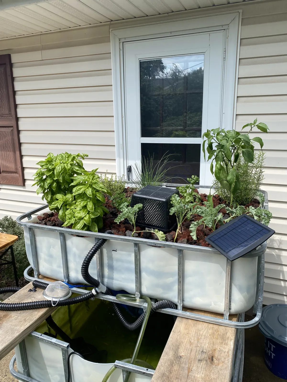 Working backyard IBC aquaponics system with planted grow bed above the fish tank