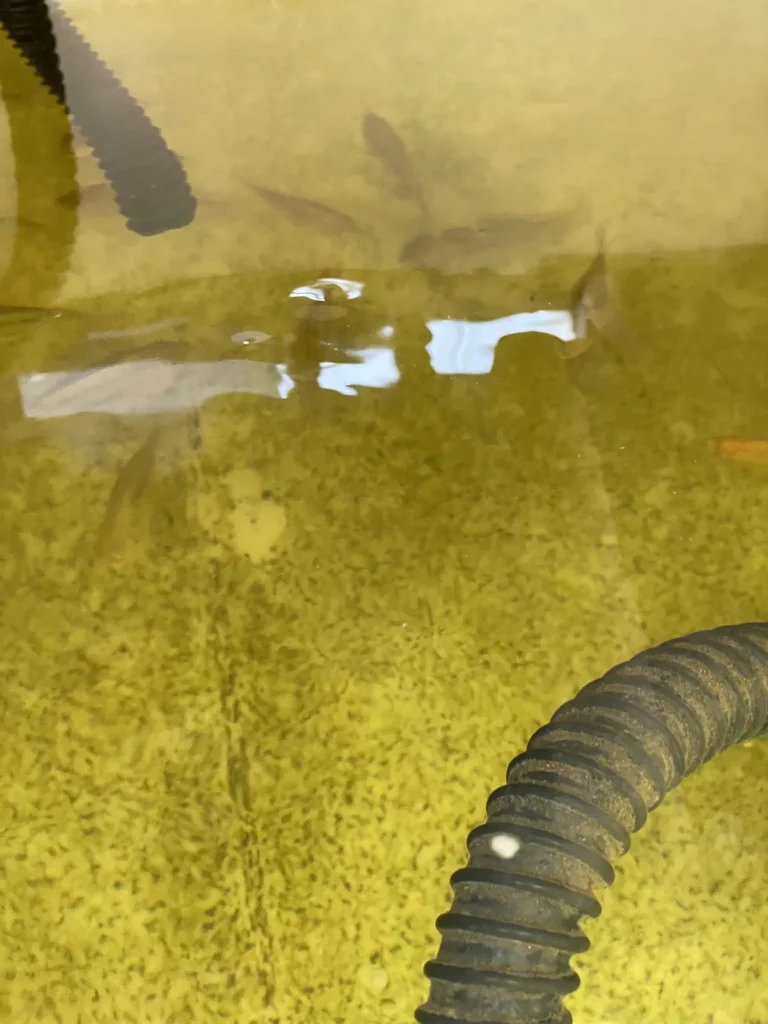 Green algae-tinted water inside an operating aquaponics fish tank