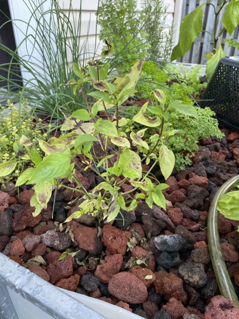 Mixed herbs growing in a backyard aquaponics grow bed