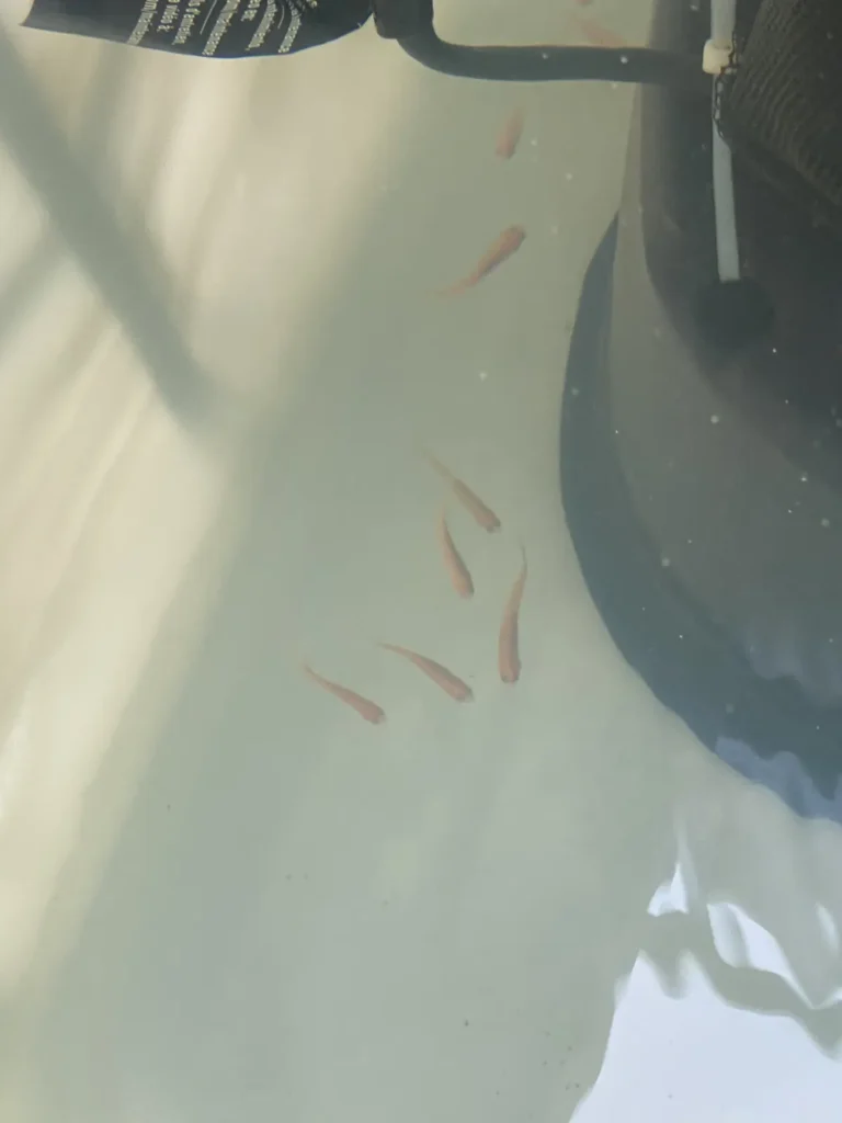 Small fish swimming in a backyard aquaponics tank