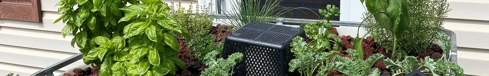 Mature IBC aquaponics grow bed with mixed plants