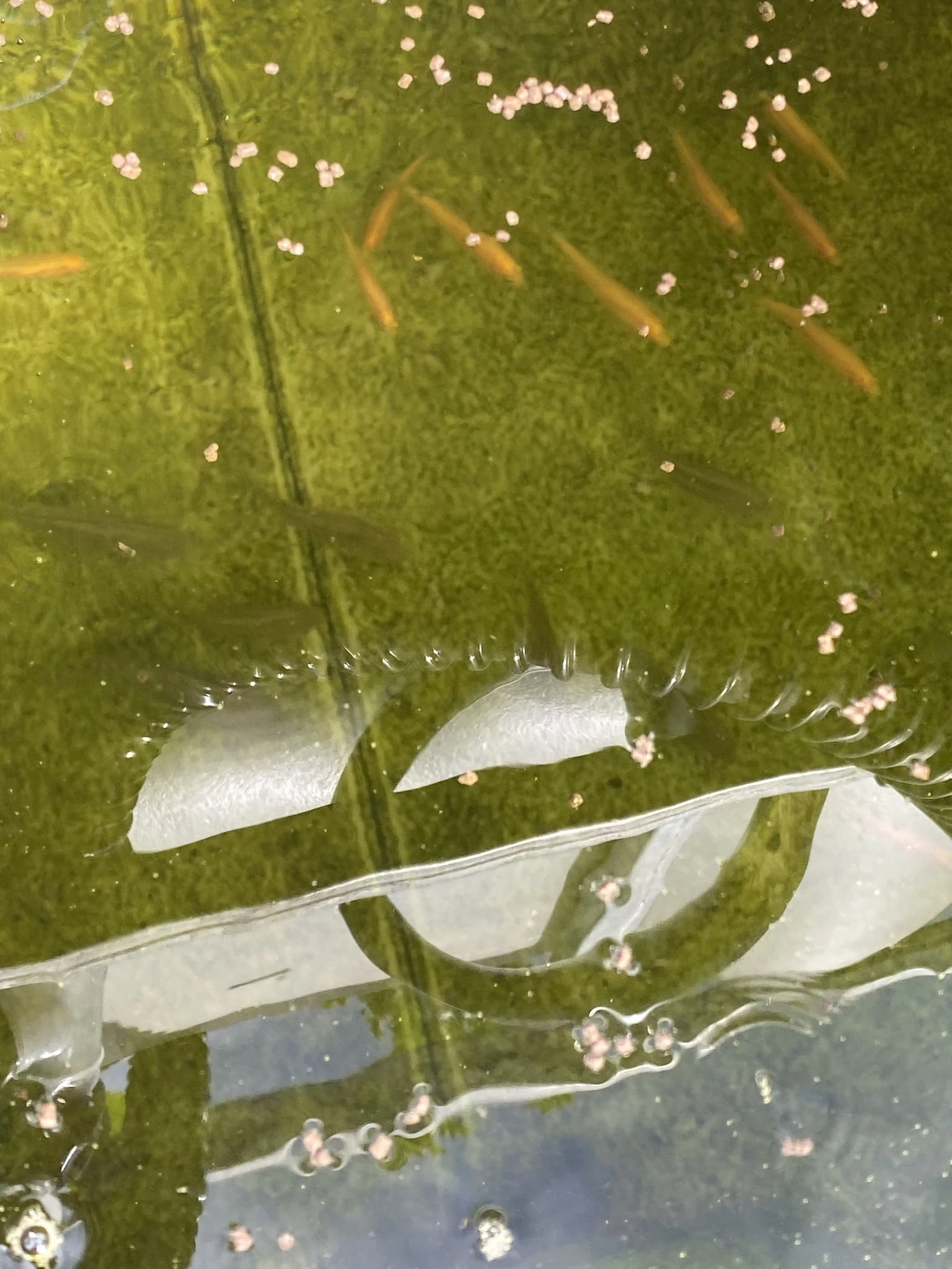 Fish feeding on floating pellets in an aquaponics tank