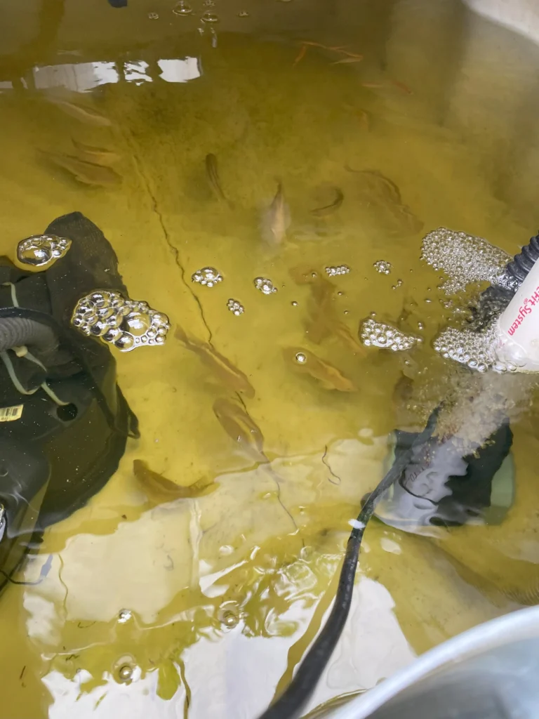 Aquaponics fish tank with visible aeration and surface bubbling
