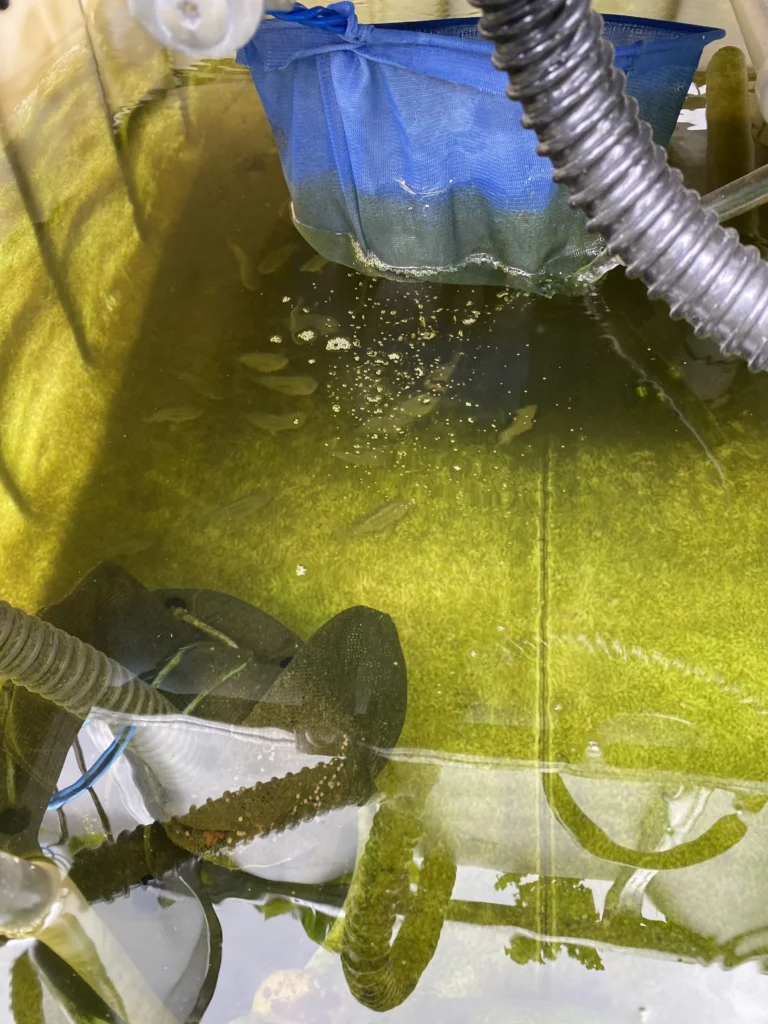 Aquaponics fish tank with net and plumbing components visible around the tank
