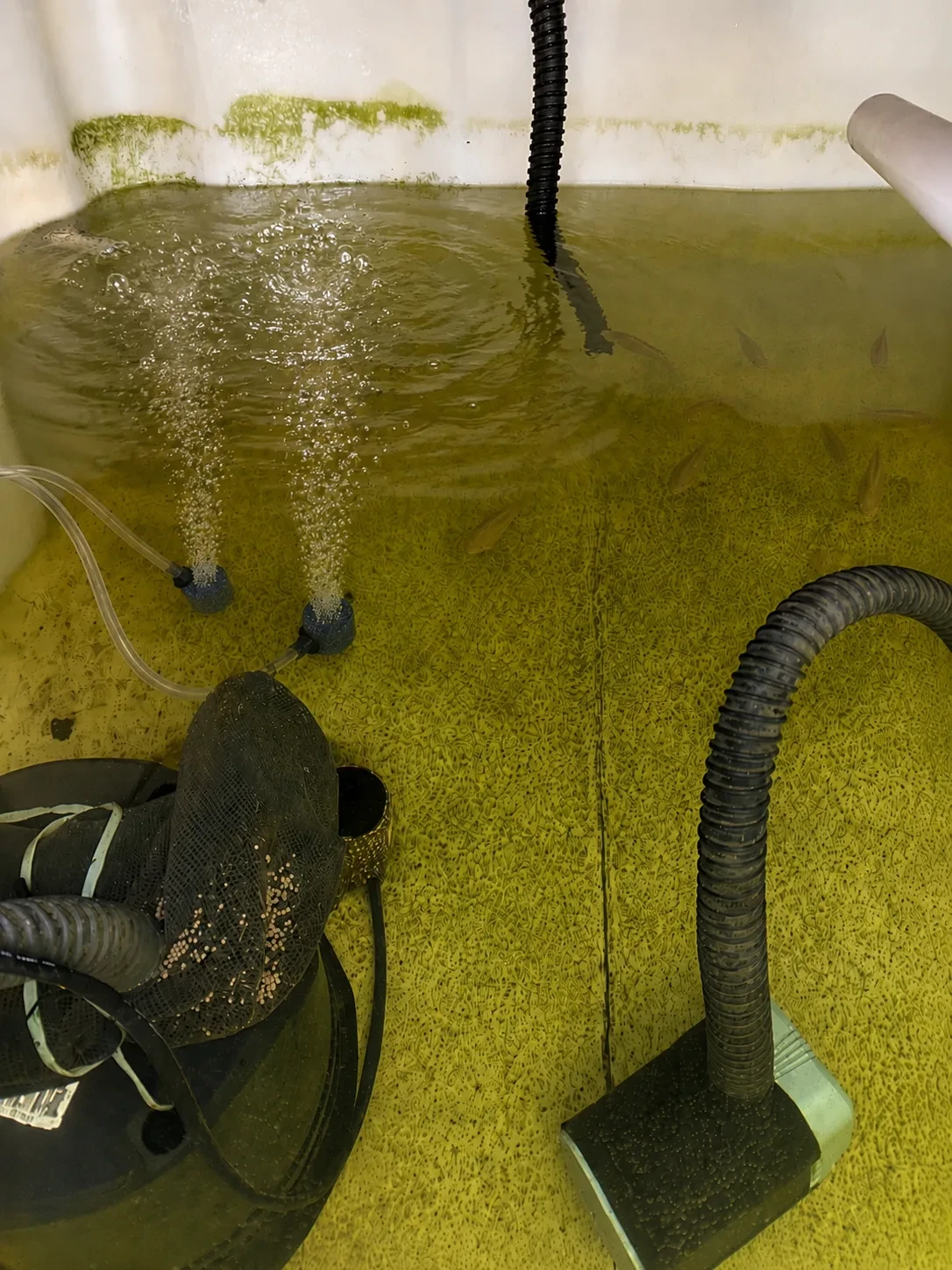 Air stones bubbling in Brian's aquaponics fish tank