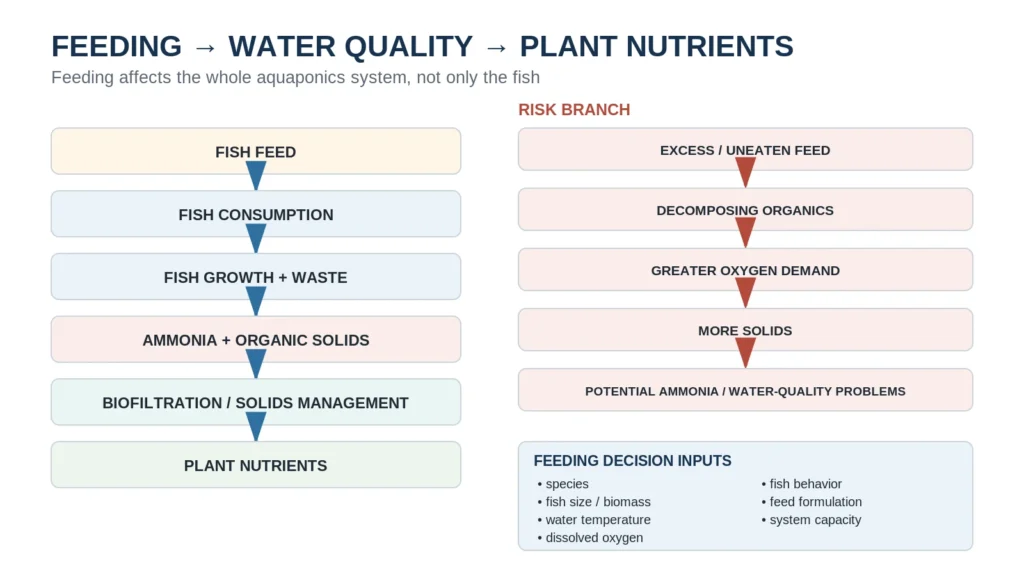 Aquaponics feeding pathway from fish feed to consumption, growth and waste, ammonia and solids, biofiltration, and plant nutrients, plus an excess-feed risk branch.