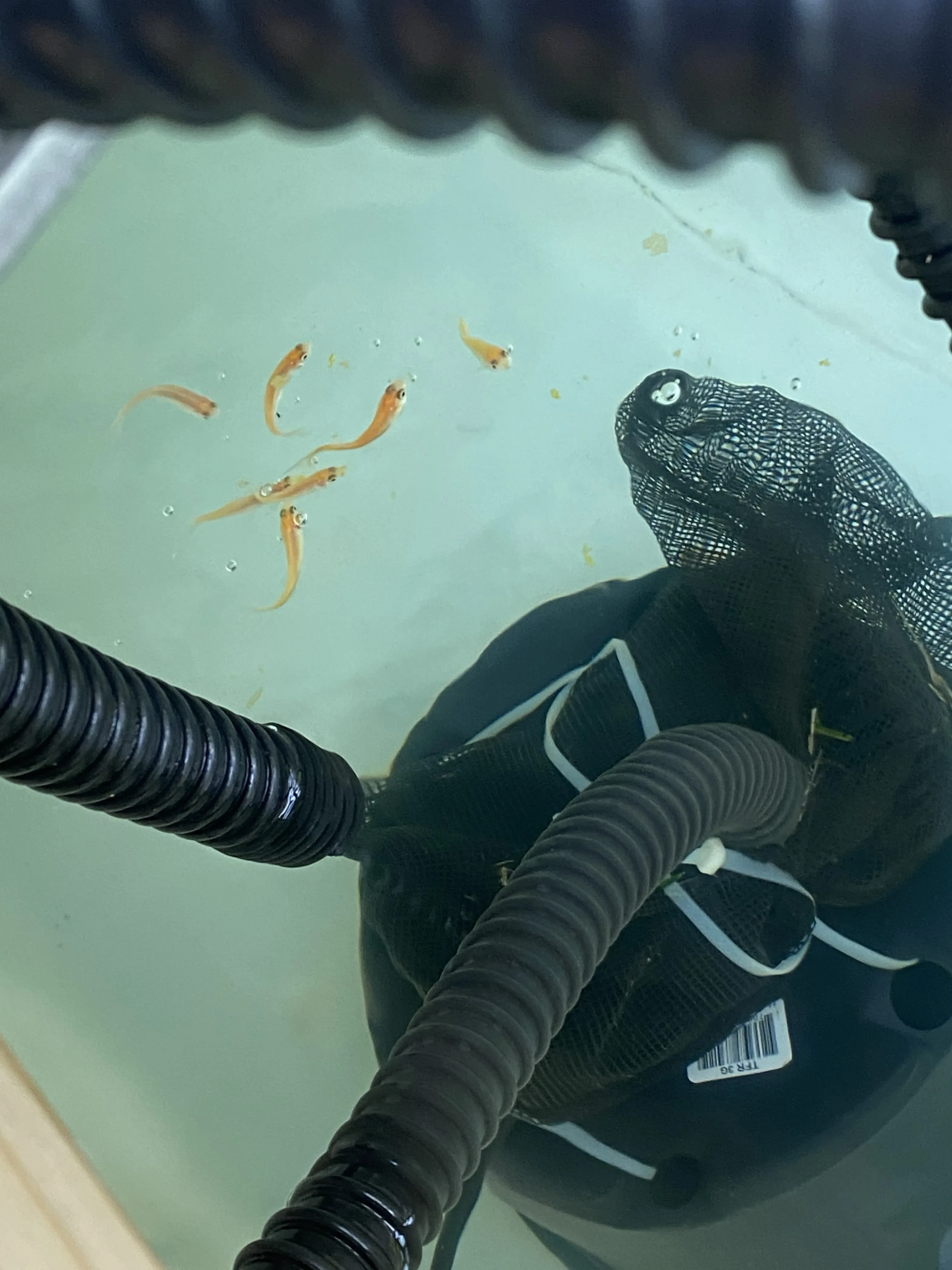 Fish visible in clear aquaponics tank water near pump and hoses