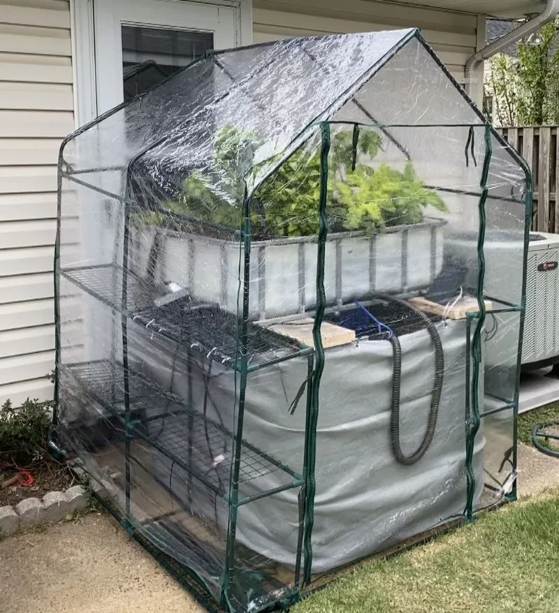 IBC aquaponics system inside a small greenhouse