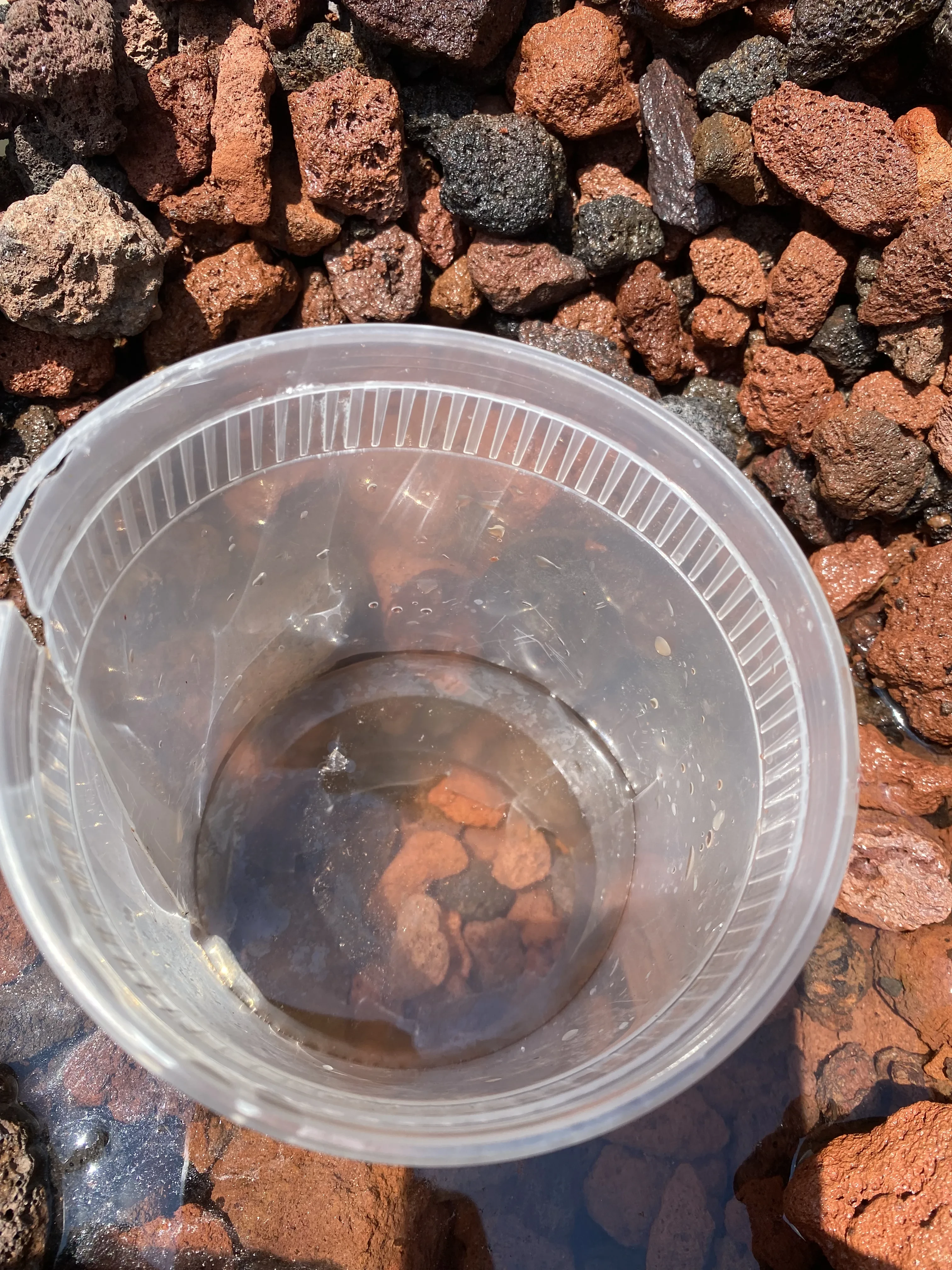 Wet lava rock showing aquaponics grow-bed water below the media surface